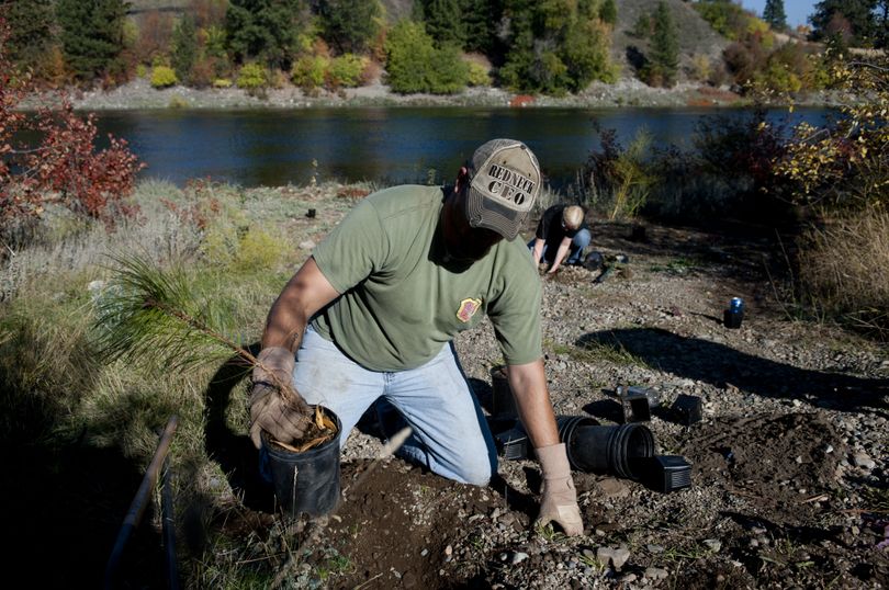 Anthony Matthews, 30, an 11-year veteran of the Marine Corps and a student in Spokane Community College’s Natural Resources program, plants foliage to restore the south side of the Spokane River at Stateline on Friday. (Tyler Tjomsland)