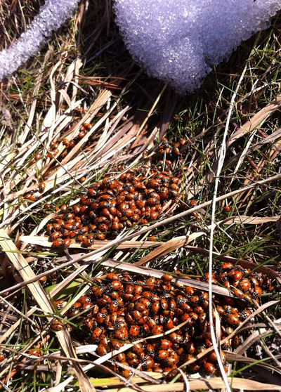 Hundreds of lady beetles bask in the sun after coming out of their winter hiding place recently near John Hancock’s Deep Creek home, before retreating back under the sod.