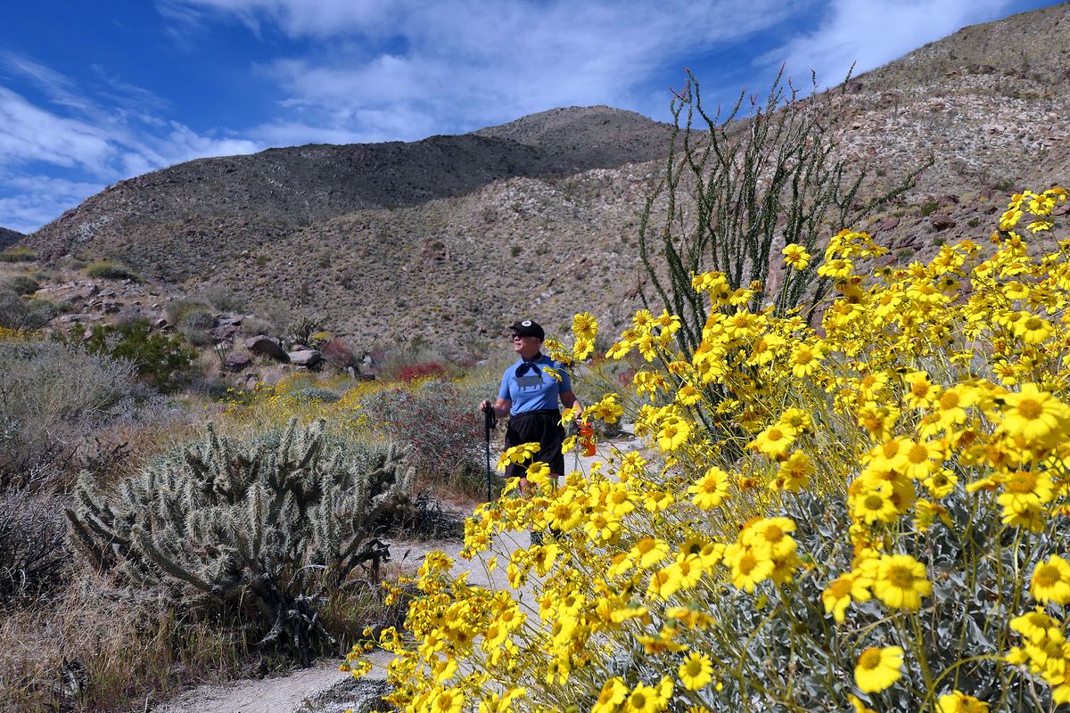 Fresh growth is popping out on this spiky cactus along the Hellhole Canyon trail in Anza-Borrego Desert State Park. (John Nelson)