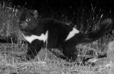 
 Researchers estimate the wild population of Tasmanian devils has fallen from 140,000 in the 1990s to 80,000. 
 (Associated Press / The Spokesman-Review)