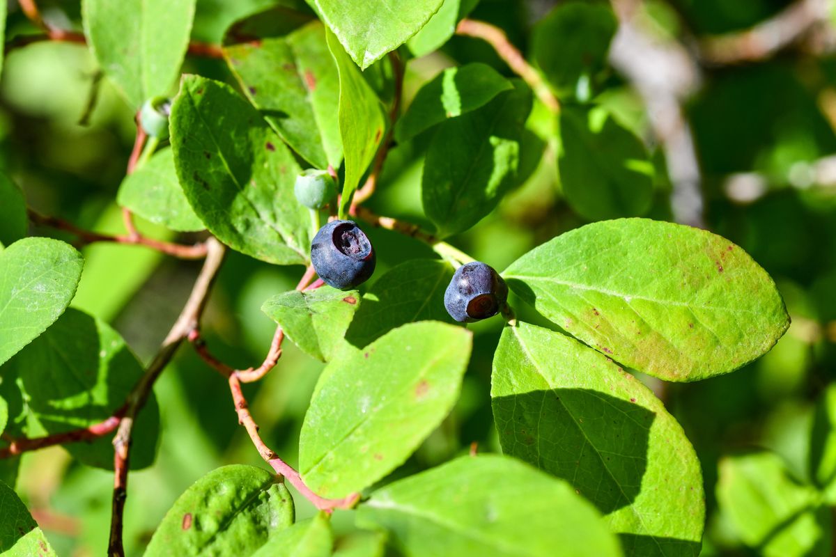 Huckleberries are readying for picking in Mount Spokane State Park, Thursday, July 29, 2021.  (Dan Pelle/THE SPOKESMAN-REVIEW)