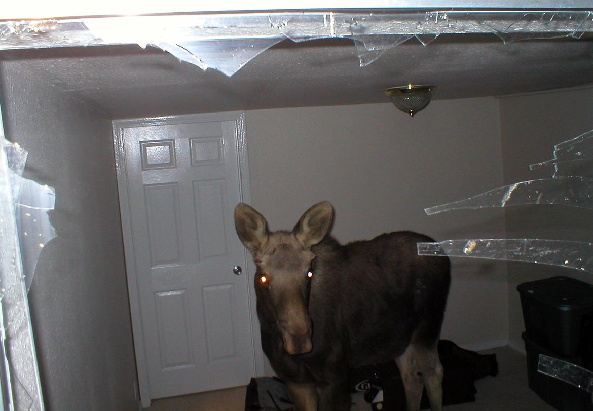 Moose crashes into N. Spokane basement bedroom