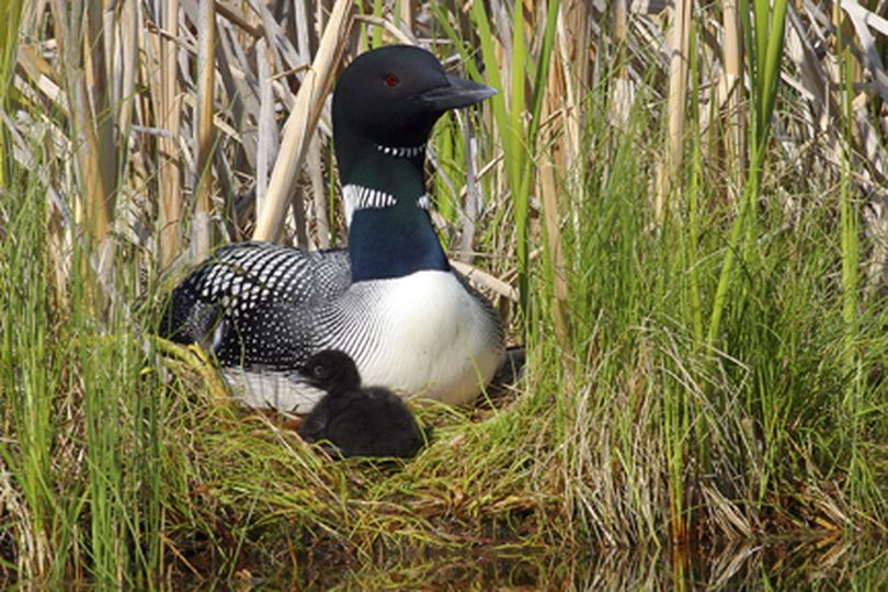 A pair of common loons produced one chick in their first nesting effort at Long Lake in 2009. The female loon was back on a nest in May 2010 before Fish and Wildlife Department officials reported that she had been shot around May 9. Photo by Daniel Poleschook Jr. (Photo by Daniel Poleschook Jr.)