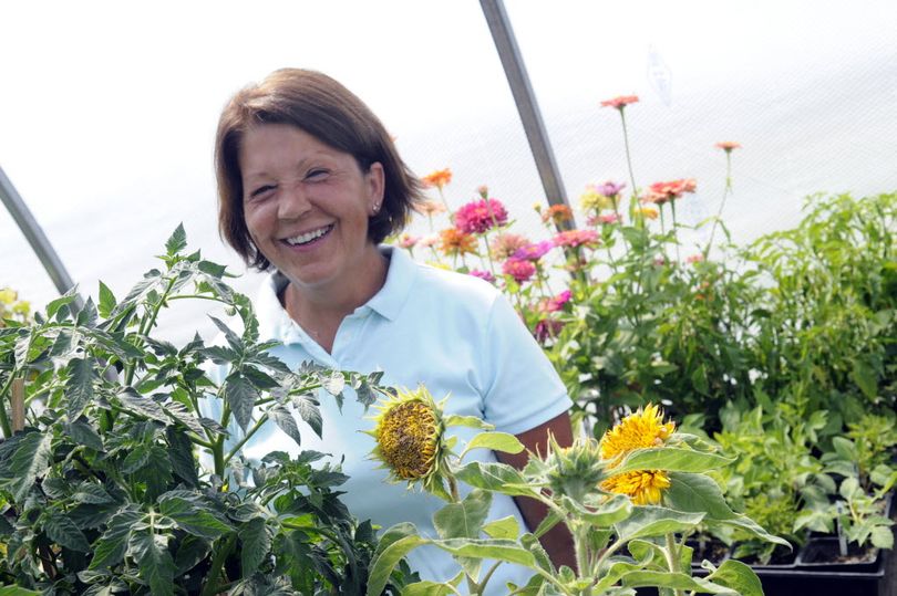 Laurie Williams grows flowers, herbs, vegetables and fruits in agreenhouse on her farm, Prairie Flats, north of Bigelow Gulch, that she sells at farmers markets. (J. Bart Rayniak)