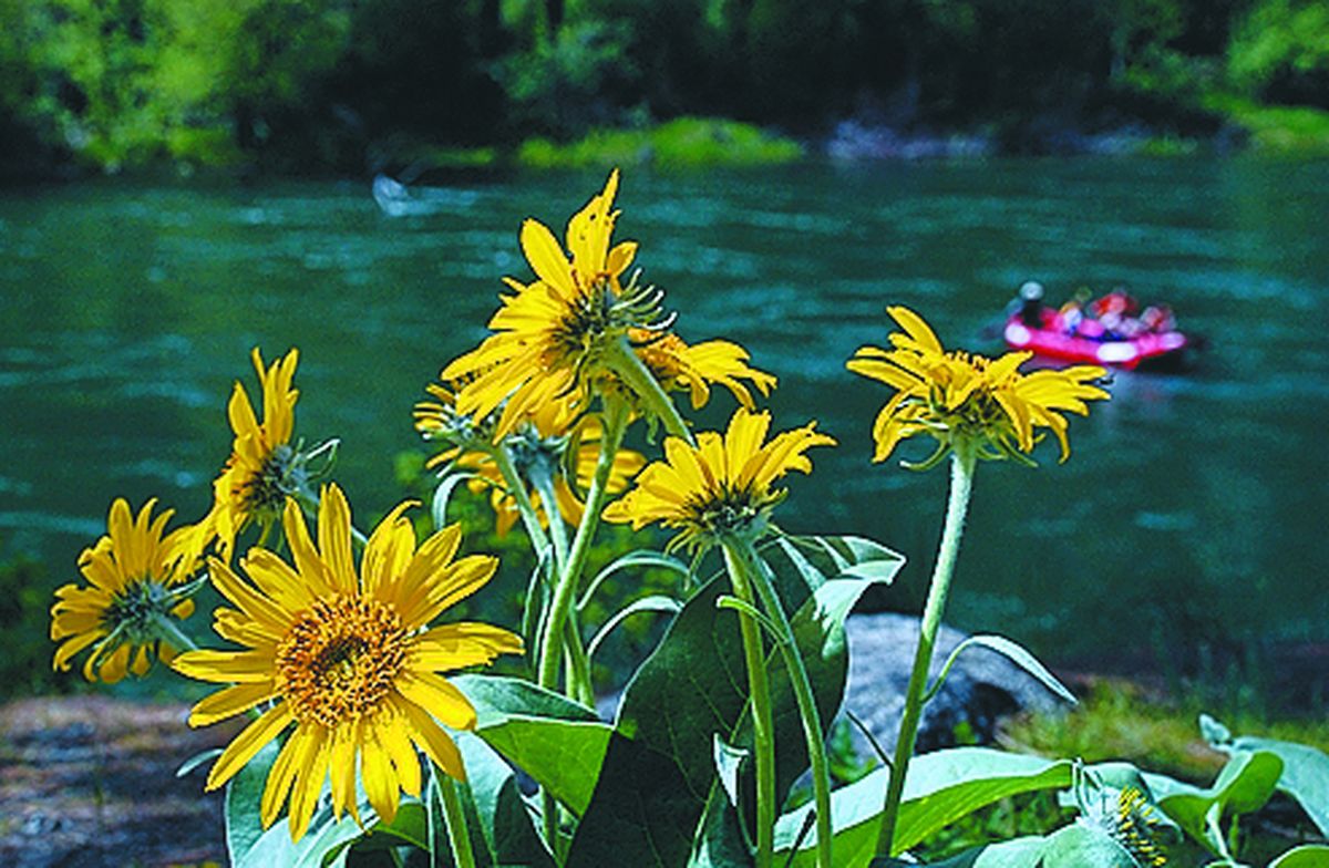 After the rapids, the river eases into a relaxing float, with arrowleaf balsamroot blooming along the shore. (Rich Landers / The Spokesman-Review)