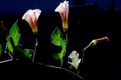 
Bindweed, with its trademark small flowers and heart-shaped leaves, almost defies control once the weed is established in your garden. 
 (Brian Plonka / The Spokesman-Review)