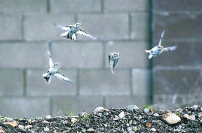 
Snow buntings fly from their gravel feeding grounds in a Rathdrum subdivision. Below, a snow bunting walks among stubble and new growth in a Rathdrum Prairie farm field scouring the weed for seeds.
 (Tom Davenport photos / The Spokesman-Review)