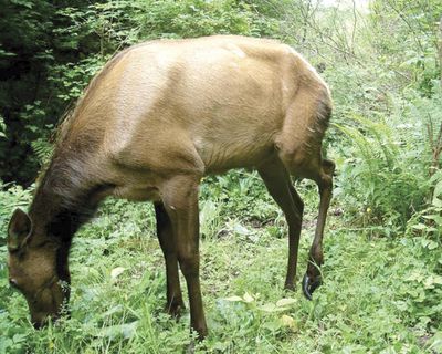 A limping elk is photographed east of Castle Rock in June 2012. The elk’s left rear hoof is misshapen from foot rot disease. (Cliff Wheeler / Courtesy photo)