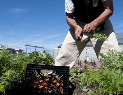 Dan Stockwell, an inmate at Airway Heights Corrections Center, harvests carrots from the prison garden Sept. 20. (Tyler Tjomsland)