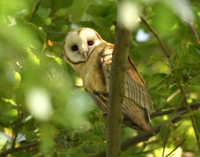 Jerry Rowles took this photo of a barn owl on the west plains during one of the August heat waves.  (Courtesy Jerry Rowles )