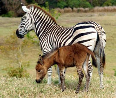 
A female zebra named Allison frolicks with her foal named Alex at the Highland plantation in St. Thomas parish, Barbados, on April 28.
 (Associated Press / The Spokesman-Review)