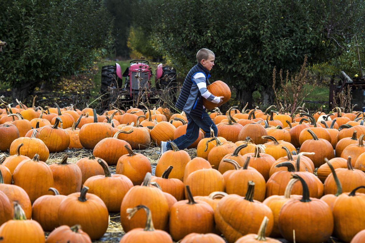 Hayden Vose, 9, of Spokane, picks out the right pumpkin from a patch at Walters’ Fruit Ranch, Oct. 22, 2016, at Green Bluff. (Dan Pelle / The Spokesman-Review)