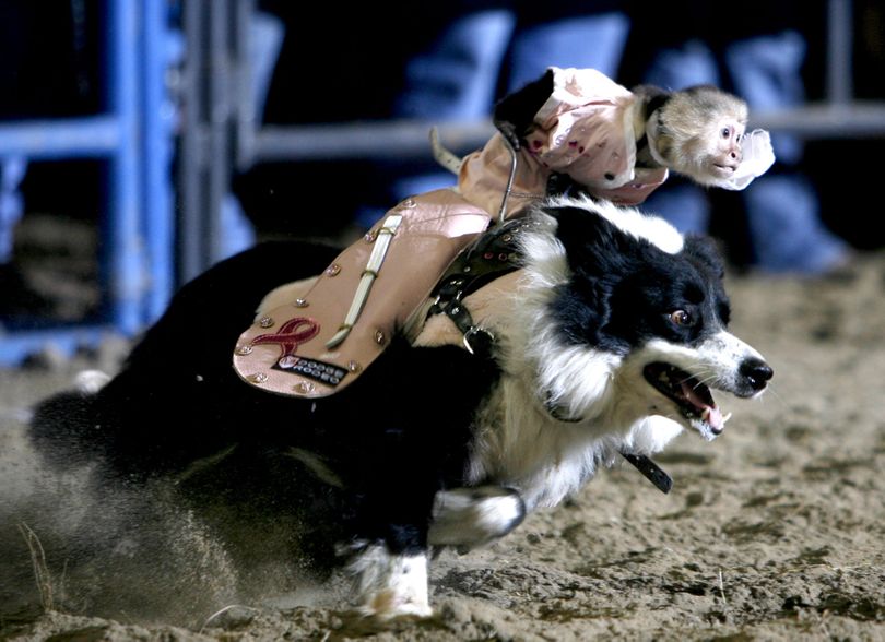 ORG XMIT: LAHOU101 Dawn rides atop Dan, a border collie, during a break in bull riding action at the Fear No Evil Bull Riding Challenge on Saturday, Jan. 24, 2009 in Houma La. The act featured two monkey-toting collies rounding up a herd of rams. (AP Photo/The Houma Courier, Matt Stamey) (Matt Stamey / The Spokesman-Review)
