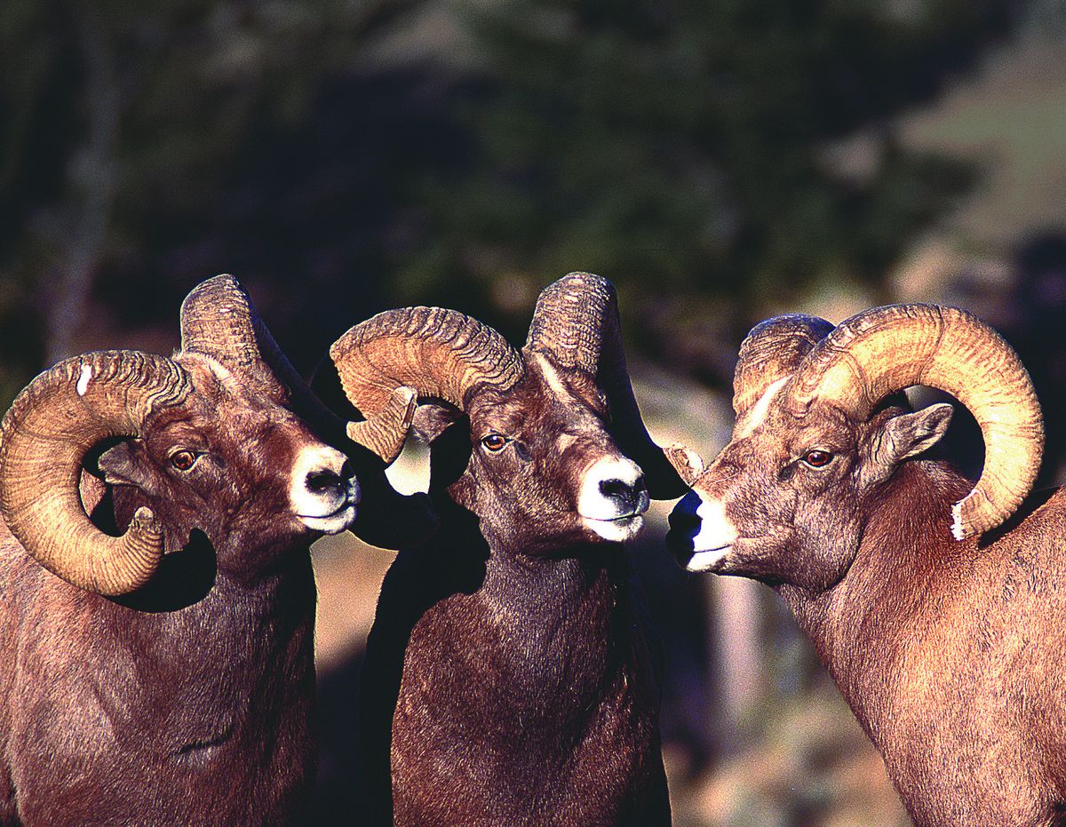 Bighorn rams are featured in a PBS “Nature” program.