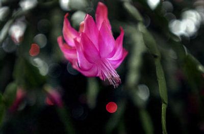 
The 100 year-old Christmas cactus at the conservatory in Manito Park on the South Hill nears full bloom. 
 (Brian Plonka / The Spokesman-Review)