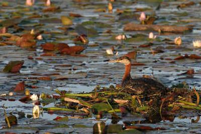 
A grebe sits on a natural floating nest at Loon Lake, an increasingly rare scene as habitat declines. 
 (The Spokesman-Review)