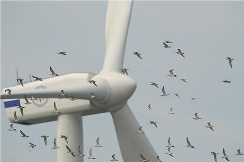 Wind farms are a threat to certain bird species. (American Bird Conservancy)