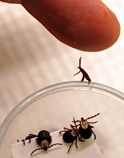 A Rocky Mountain wood tick in a lab environment demonstrates its technique for reaching out in nature to latch onto a passing host. (Photo courtesy of Washington State University)