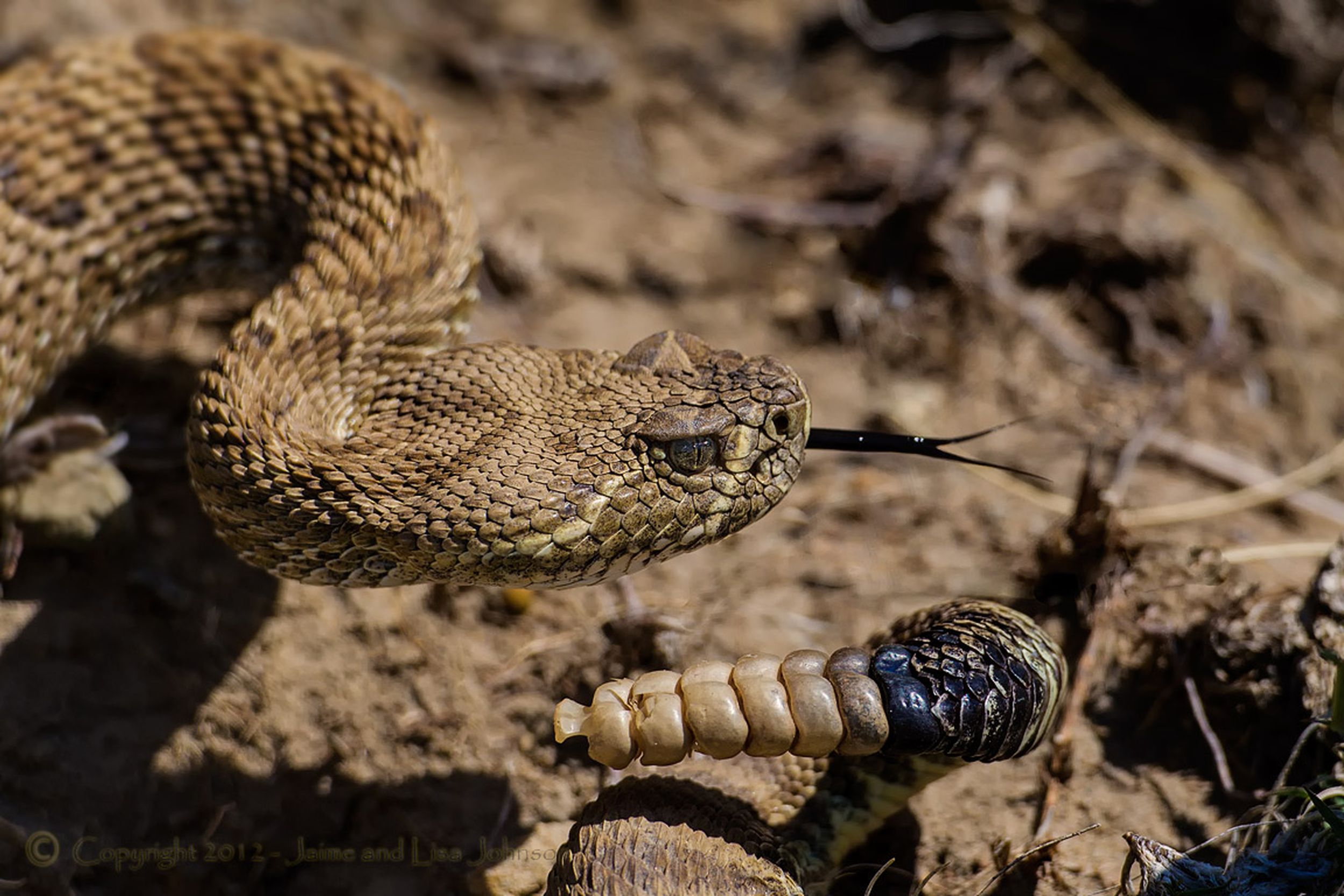Rattlesnake Strikes: Speed, Accuracy, And Deadly Precision - zlk61dc