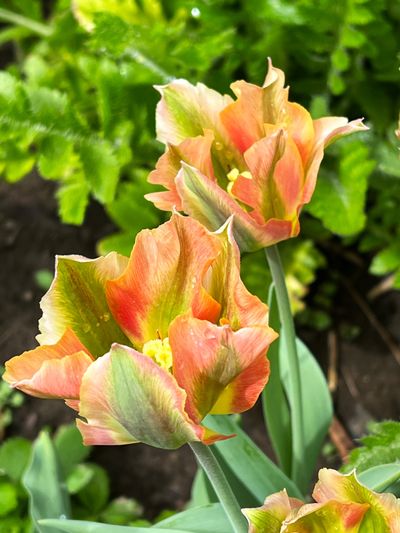 Looking for some unusual spring-blooming bulbs to plant this fall? Green or Viridiflora tulips, such as  (Susan Mulvihill/For The Spokesman-Review)