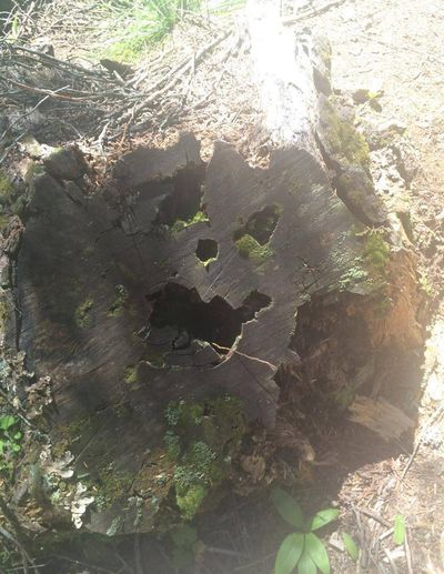 Jack o’lantern stump: A scary face appears in the base of a fallen tree on the Plowboy trail at Beaver Creek in the Idaho Panhandle National Forest.