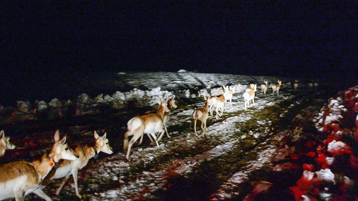 Fifty-two pronghorn were captured in Nevada and released on land owned by the Confederated Tribes of the Colville Reservation last week. (Courtesy Of Confederated Tribes / Courtesy Of Confederated Tribes)