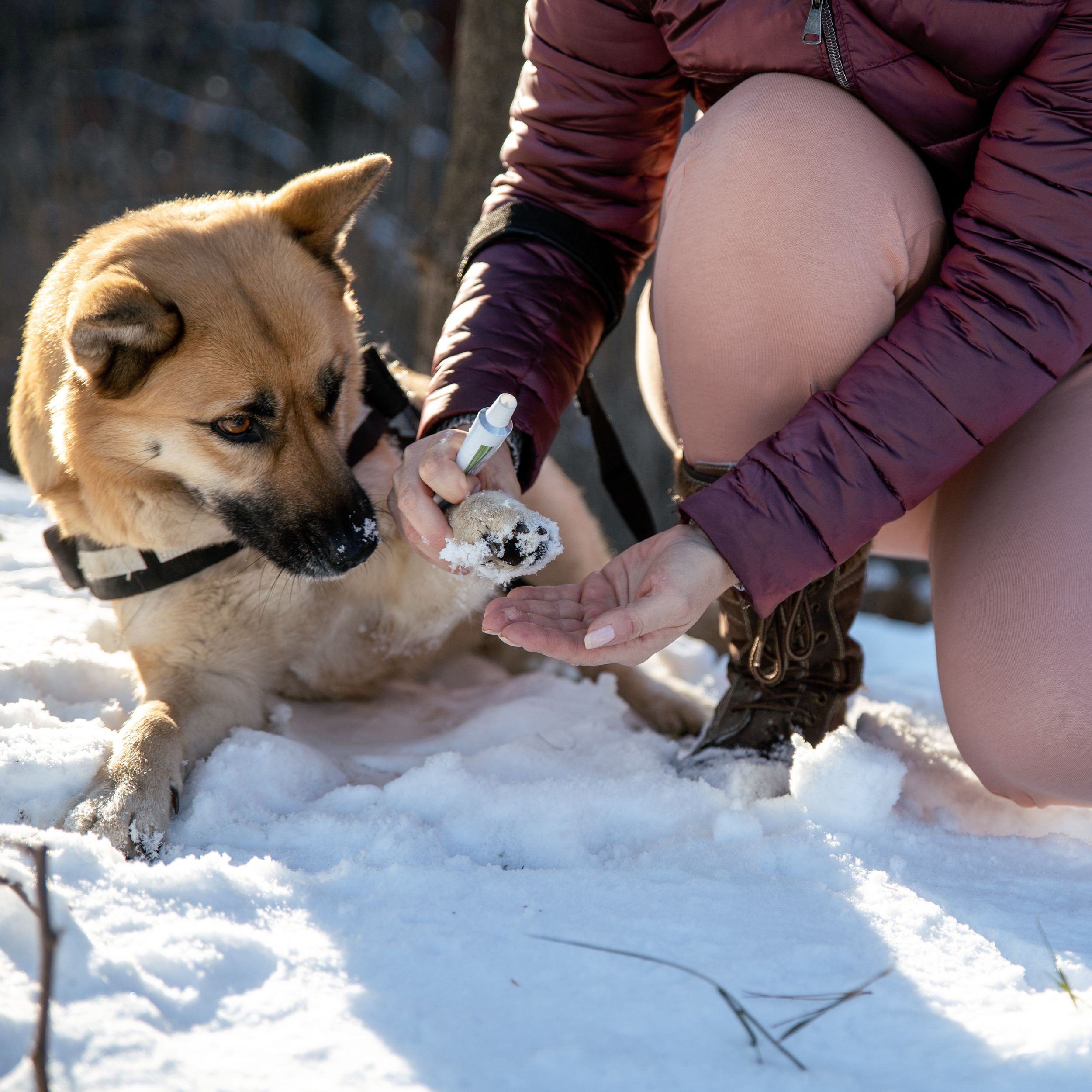 Is ice melting salt bad for dogs How to keep paws safe in snowy