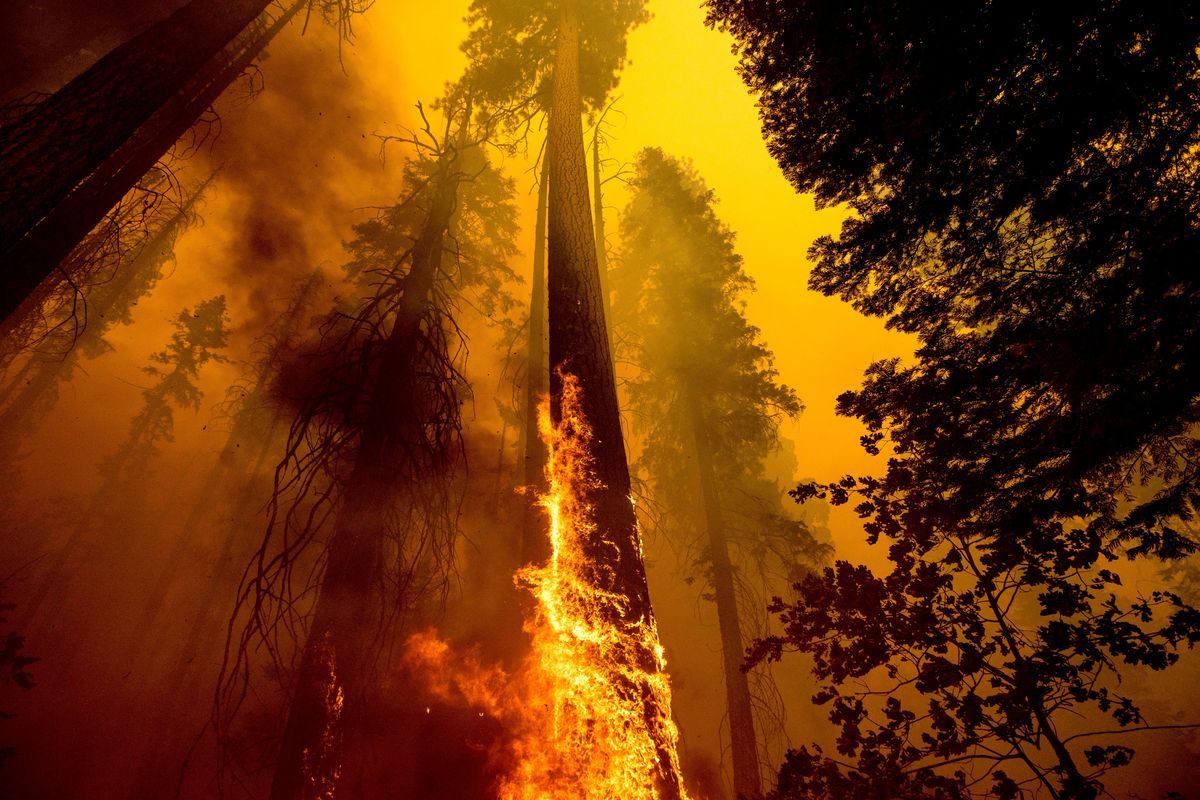 Flames burn up a tree as part of the Windy Fire in the Trail of 100 Giants grove in Sequoia National Forest, Calif., on Sept. 19.  (Noah Berger)