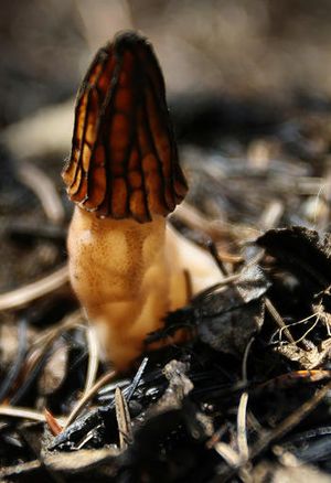 This June 13, 2007 file photo shows a morel mushroom in a blackened forest near Conconully, Wash. (AP/Wenatchee World / Don Seabrook)