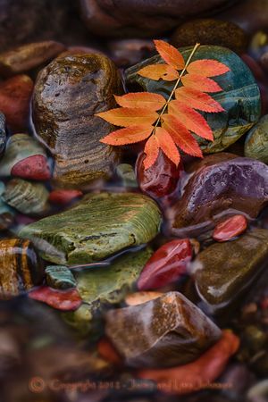 Autumn colors in a Montana Creek. (Jaime Johnson)