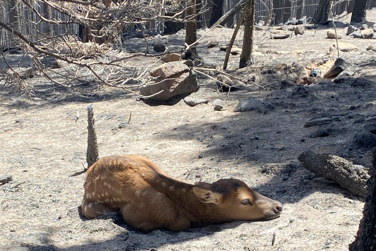 A newborn elk calf rests alone on Saturday in a remote, fire-scarred area of the Sangre de Cristo Mountains near Mora, N.M..  (Nate Sink)