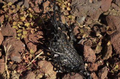 
Often, when the ground cover weave is disturbed, weeds can begin to grow. 
 (Dan Pelle / The Spokesman-Review)