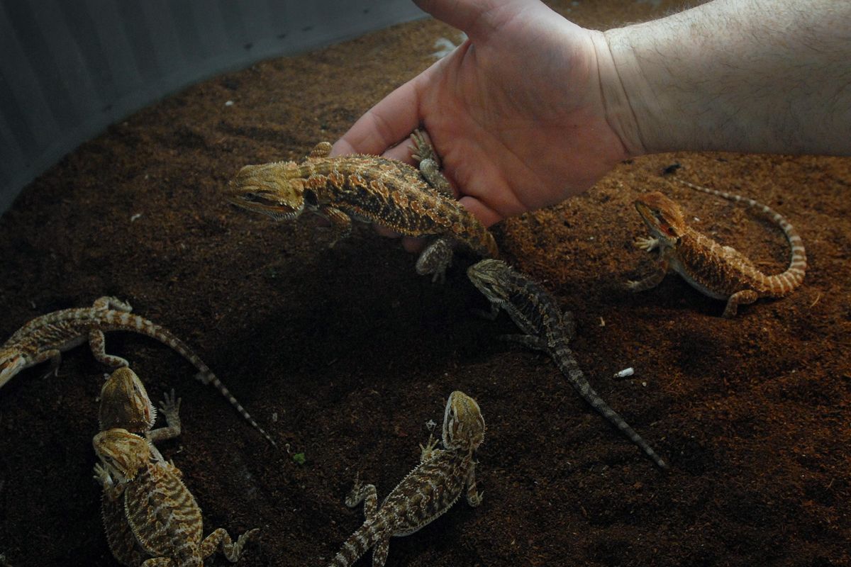 A breeder holds a baby bearded dragon in this file photo. Families interested in learning about keeping snakes, lizards, turtles and frogs can go to the Spokane County Reptile and Small Animal Expo on Saturday. (Jesse Tinsley / The Spokesman-Review)