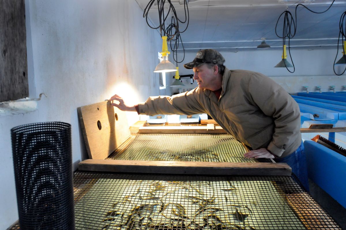 Jim Ebel, the lone full-time employee of the state fish hatchery in Colville,  places the cover on a tank of fingerling trout Thursday. The hatchery provides hundreds of thousands of fish to area lakes every year.  (Jesse Tinsley / The Spokesman-Review)