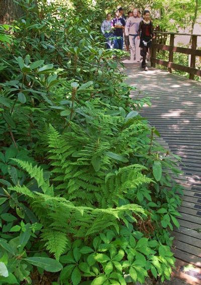 
Ferns add color and style to almost any landscape.
 (File/Associated Press / The Spokesman-Review)