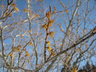 
The common witch hazel, including this one blooming in Finch Arboretum right now, is an intriguing shrub with many therapeutic uses. Special to 
 (SUSAN MULVIHILL Special to / The Spokesman-Review)