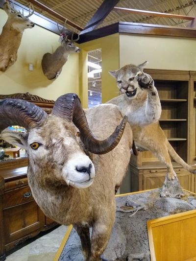 Wildlife abounds at Consign Furniture and Jewelry in Liberty Lake. (Cindy Hval / The Spokesman-Review)