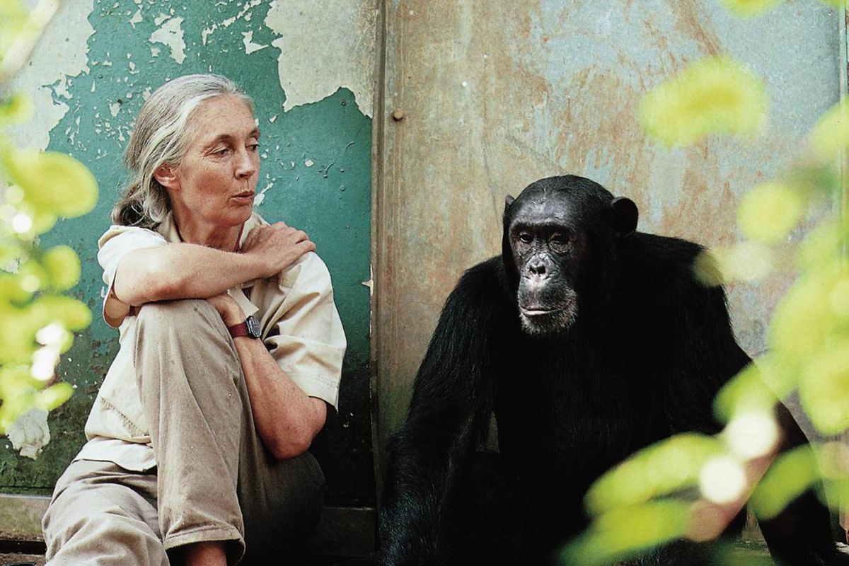 Jane Goodall is seen with Gombe chimpanzee Freud.
