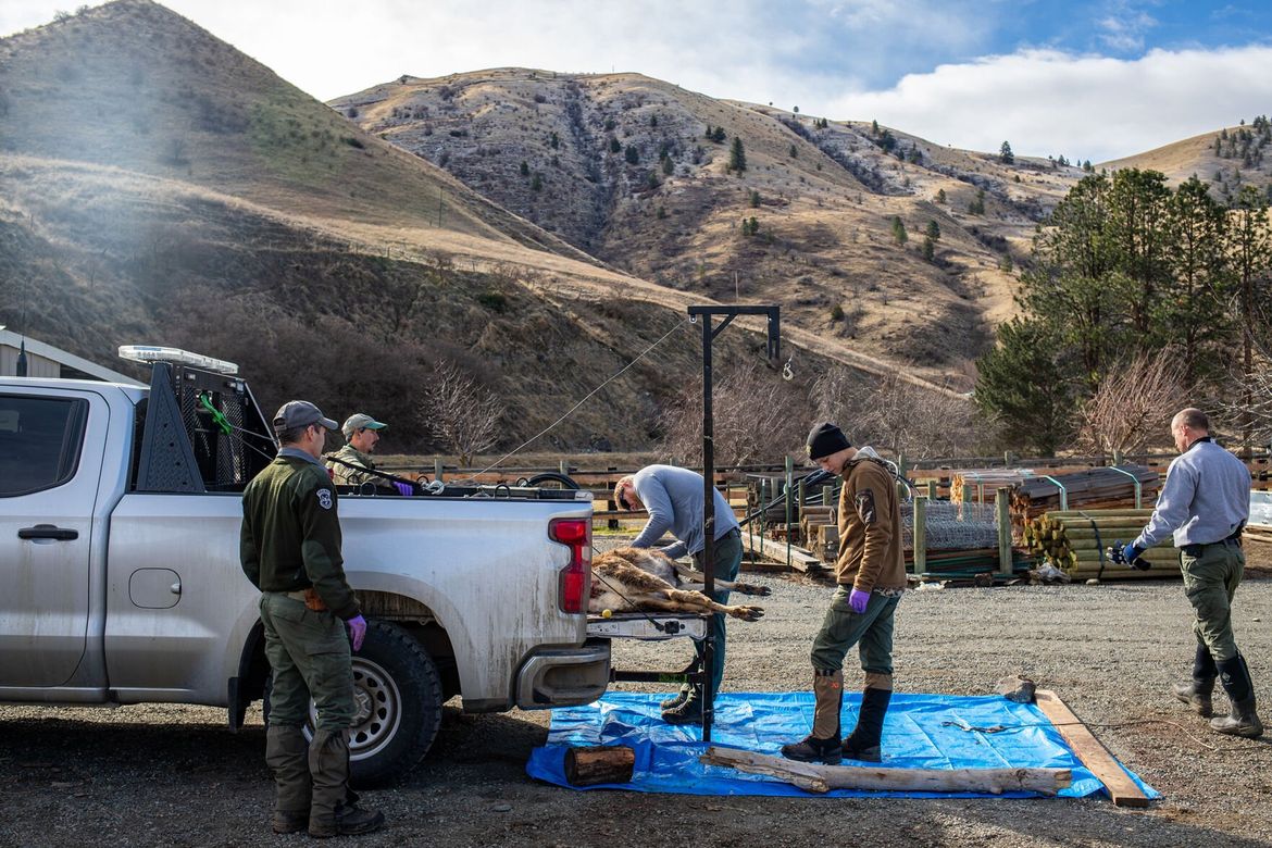 Idaho Fish and Game officials killed 442 deer and found chronic wasting ...