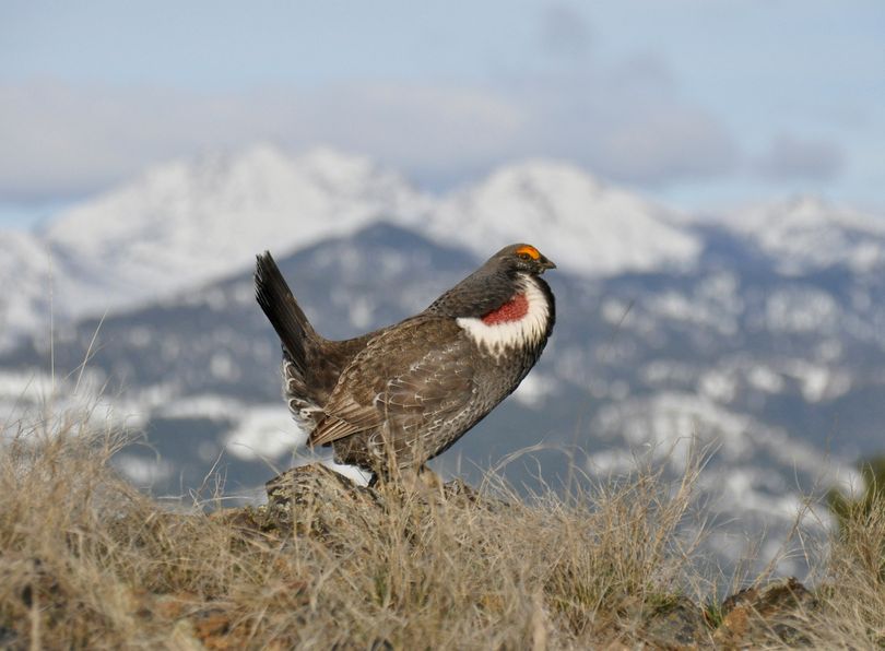 A male dusky grouse, an Eastern Washington mountain species formerly called blue grouse, displays during the spring mating season in April. (Rich Landers)