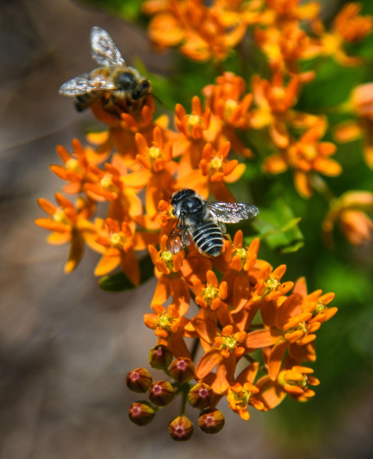 Bees are abundant around Juliane Mora’s drought-resistant plants. (Dan Pelle / The Spokesman-Review)