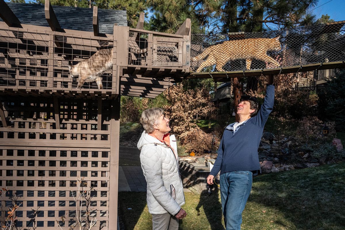 Retired musicians Cathy Cole, left, and Kadie Nichols built a house off Rockwood Boulevard that was designed with their cats in mind. A “catio” overlooks a garden and has a long skybridge to a multistory treehouse. The catio skybridge and treehouse are entirely enclosed in chicken wire so the cats are protected from predators and cannot escape.  (COLIN MULVANY/THE SPOKESMAN-REVIEW)