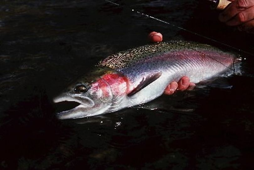Steelhead caught by fly fisher and released on Grande Ronde River, Washington. (Rich Landers)