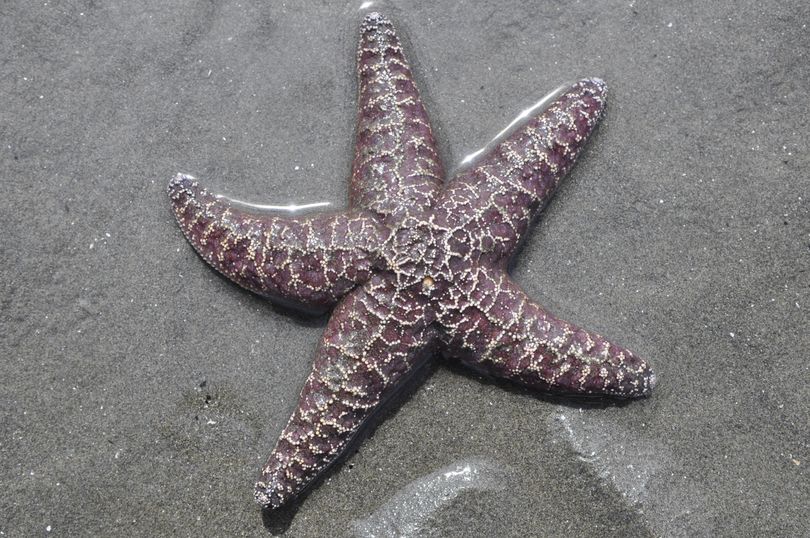 Summer is a time to explore. This starfish appeared at low tide last week on a Washington coastal beach. (Mike Prager)