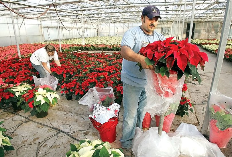 Ramon Villalobos and his wife Raquel prepare poinsettias for shipment Tuesday at SunWest Growers in Sunnyside, Wash. About 30,000 of the Christmas flowers are shipped not only to Tri-City nurseries and florist shops but from Ellensburg to Baker City, Ore., as well. (Richard Dickin / Tri-city Herald)