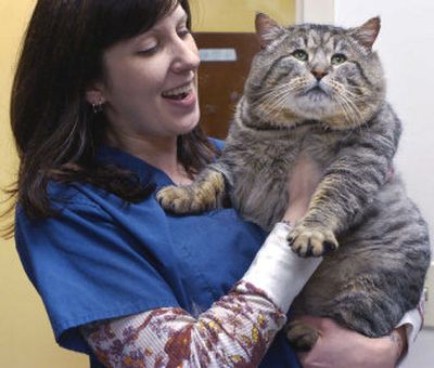 
Tiffany Noreuil, an animal care technician at the Oregon Humane Society, holds Hercules, temporarily-named  Goliath in Portland on Wednesday. 
 (Associated Press / The Spokesman-Review)