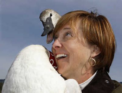 
Kat Imhoff, state director of the Nature Conservancy, holds a trumpeter swan before releasing it on a wetland area northwest of Ovando, Mont., Monday.  Associated Press
 (Associated Press / The Spokesman-Review)