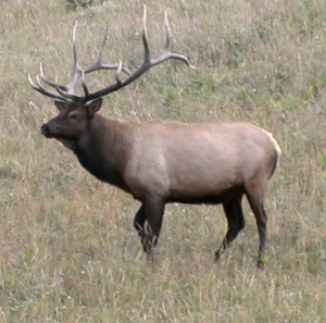 Bull elk in Montana during bugling season. (Bob Legasa)