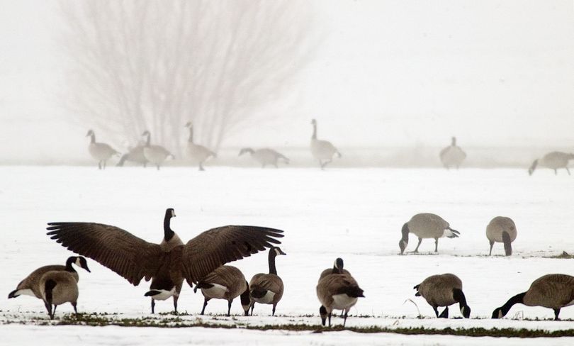Canada geese snack in a snowy farm field north of Moscow, Idaho in January 2009.  (Geoff Crimmins / Associated Press)
