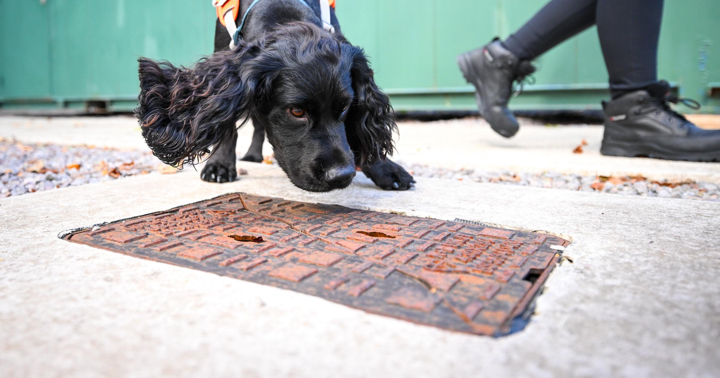 Ask Dr. Universe: Dogs can make sense of a lot of scents